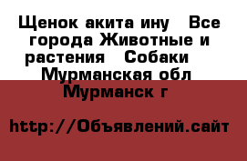 Щенок акита ину - Все города Животные и растения » Собаки   . Мурманская обл.,Мурманск г.